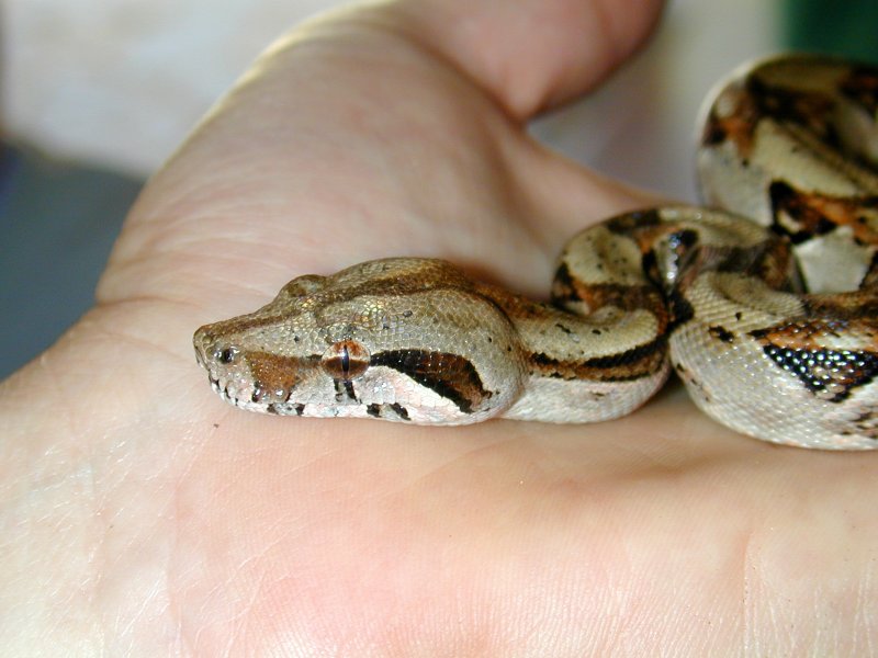 baby boa constrictor baby boa constrictor