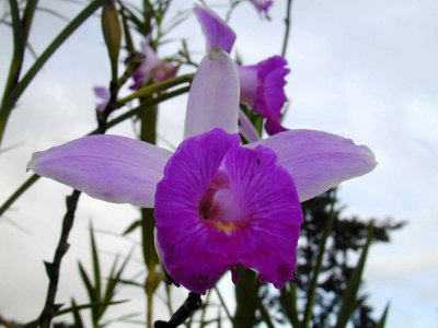 Arundina graminifolia Bamboo orchid Costa Rica Arenal  031.jpg