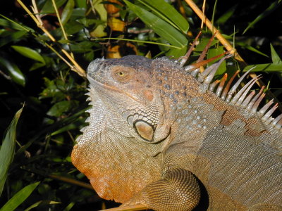 Costa Rica Iguana 126.jpg