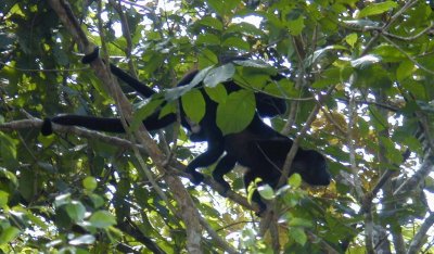 Costa Rica Howler monkeys mating 154.jpg
