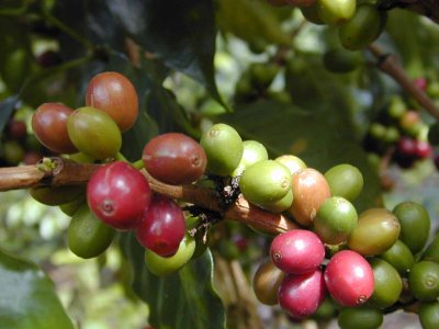 Costa Rica Monteverde Coffee fruit 368.jpg