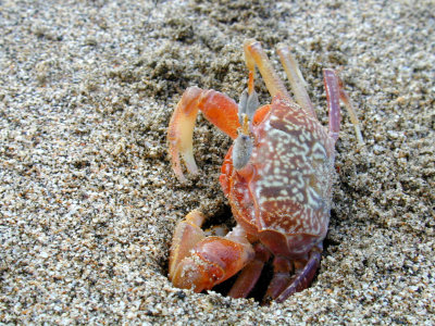 Costa Rica Playa Tamarindo crab 672.jpg