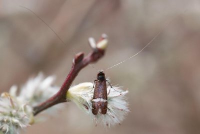2011_05_06 Constance Bay Adelidae 499.jpg