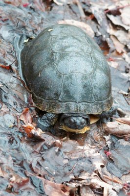 2011_05_06 Thmoas Dolan Road Blandfings turtle 656.jpg