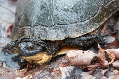 2011_05_06 Thmoas Dolan Road Blandfings turtle 660.jpg