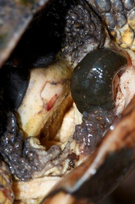 2011_05_06 Thmoas Dolan Road Blandfings turtle with leech 665.jpg