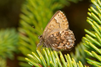 2011-05-10-13 Bog Elfin Callophrys lanoraieensis Newington Bog 566.jpg