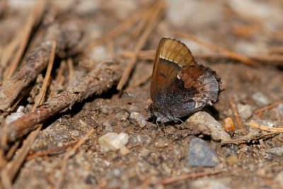 2011-05-10-13 Burnt Lands Concession road 12 Callophrys henrici Henrys Elfin131.jpg
