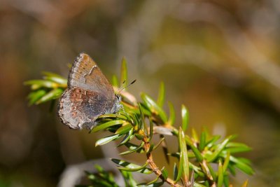2011-05-10-13 Burnt Lands Concession road 12 Callophrys polios Hoary Elfin 073.jpg