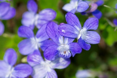 2011-05-10-13 Burnt Lands Golden Mine road Viola sp 215.jpg