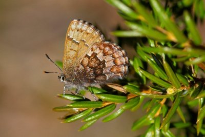 2011-05-10-13 Concession road 12 Callophrys niphon Eastern Pine Elfin 070.jpg