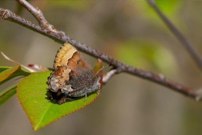 2011-05-10-13 Stoney Swamp Jack Pine Trail Callophrys henrici Henrys Elfin 249.jpg