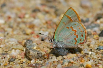 2011-05-25 Lac St-Charles Denholm County Early Hairstreak 147_1.jpg