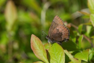 2011-05-25 Kazabazua Brown Elfin.jpg