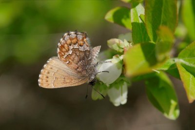 2011-05-25 Kazabazua Eastern Pine Elfin.jpg