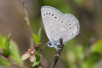 2011-05-25 Kazabazua Silvery Blue.jpg
