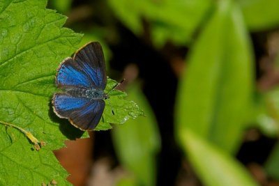 2011-05-25 Lac St-Charles Early Hairstreak 101.jpg