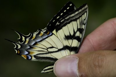 2011-06-06 Lac du Bois Rd Papilio rutulus DSC_0571.jpg