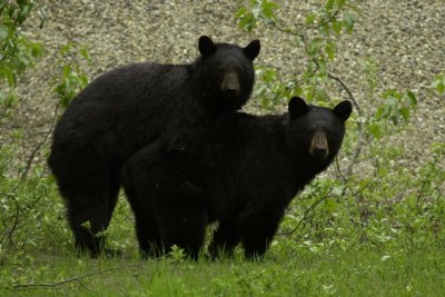 2011-06-07 Quite Surprised Mating Black bears Hwy 1 near Glacier NP DSC_0793.jpg