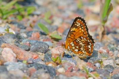 2011-06-16 Eardley escarpment Chlosyne harrissii DSC_0984.jpg