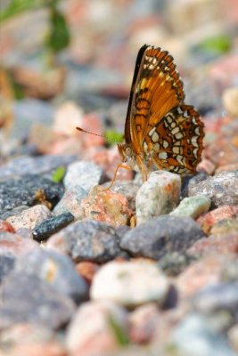 2011-06-16 Eardley escarpment Chlosyne harrissii DSC_1012.jpg