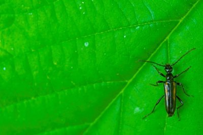 2011-06-16 Eardley escarpment Papilio canadensis Cerambycidae DSC_0972.jpg