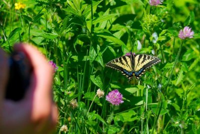 2011-06-16 Eardley escarpment Papilio canadensis DSC_0878.jpg