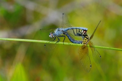 2011-06-16 Masham Bog Chemin Legros Nannothemis bella DSC_0812.jpg