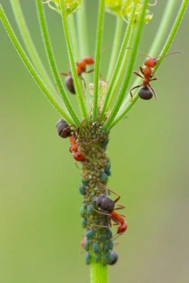 2011-05-31 White Lake Grasslands Okanagan BC Ants tending Aphids DSC_0745.jpg