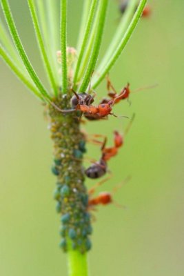 2011-05-31 White Lake Grasslands Okanagan BC Ants tending Aphids DSC_0752.jpg