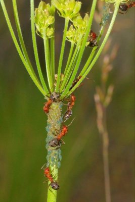 2011-05-31 White Lake Grasslands Okanagan BC Ants tending Aphids DSC_0755.jpg