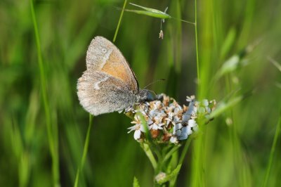 2011-07-03 Hwy 117 near Grand-Remous Common ringlet DSC_1298.jpg