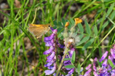 2011-07-03 Hwy 117 near Grand-Remous Polites origines Crossline skipper DSC_1294.jpg