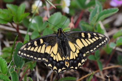2011-07-03 Papilio machaon Old World Swallowtail marais salés de Chisasibi Qc DSC_1696.jpg
