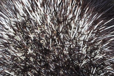 2011-07-03 Porcupine spines marais salés de Chisasibi Qc DSC_1635.jpg