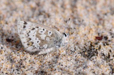2011-07-03 Agriades glandon Arctic Blue Route des marais salés de Chisasibi Qc DSC_1883.jpg