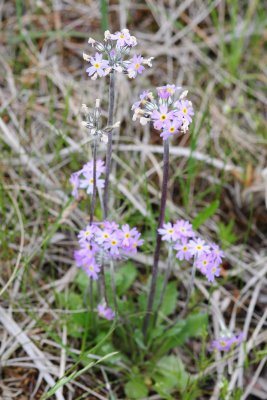 2011-07-03 Primula laurentiana marais salés de Chisasibi Qc DSC_1489.jpg
