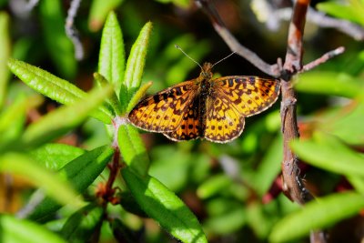 2011-07-03 Boloria selene Route des marais salés de Chisasibi Qc DSC_1883.jpg