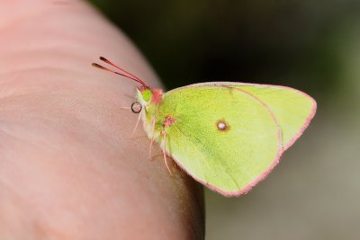 2011-07-03 Colias interior Route des marais salés de Chisasibi Qc DSC_1824.jpg
