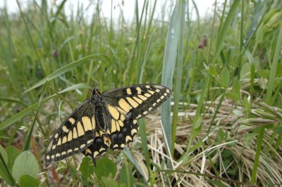 2011-07-03 Papolio machaon marais salés de Chisasibi Qc DSC_0168.jpg