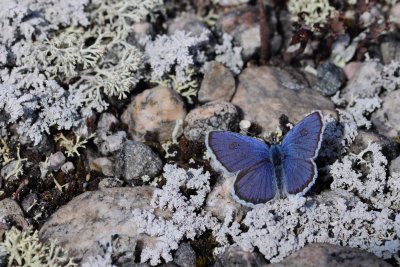 2011-07-06 Plebejus idas Northern Blue Road to Longue-Pointe QcDSC_0015.jpg