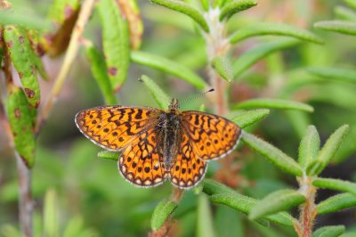 2011-07-07 Chisasibi salt-marshes Boloria eunomia DSC_0205.jpg