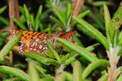 2011-07-07 Chisasibi salt-marshes Boloria eunomia DSC_0219.jpg
