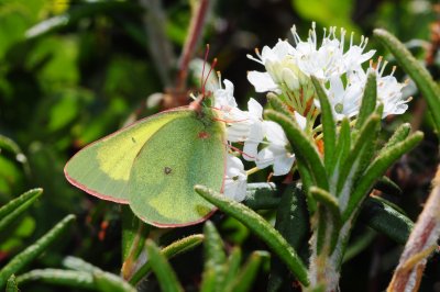 2011-07-07 Chisasibi salt-marshes Colias pelidne nr DSC_0133.jpg