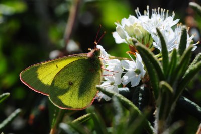 2011-07-07 Chisasibi salt-marshes Colias pelidne nr DSC_0135.jpg