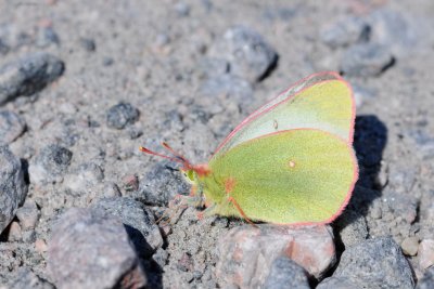 2011-07-07 Chisasibi salt-marshes Colias sp DSC_0133.jpg