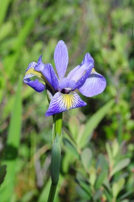 2011-07-07 Chisasibi salt-marshes Iris versicolor DSC_0080.jpg
