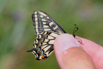 2011-07-07 Chisasibi salt-marshes Papilio machaon DSC_0133.jpg