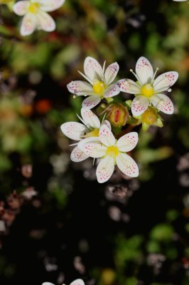2011-07-07 Chisasibi salt-marshes Saxifraga sp DSC_0080.jpg