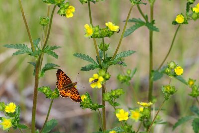 2011-07-07 Road to Longue Pointe James Bay Qc Boloria selene DSC_0093.jpg